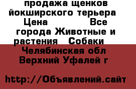 продажа щенков йокширского терьера › Цена ­ 25 000 - Все города Животные и растения » Собаки   . Челябинская обл.,Верхний Уфалей г.